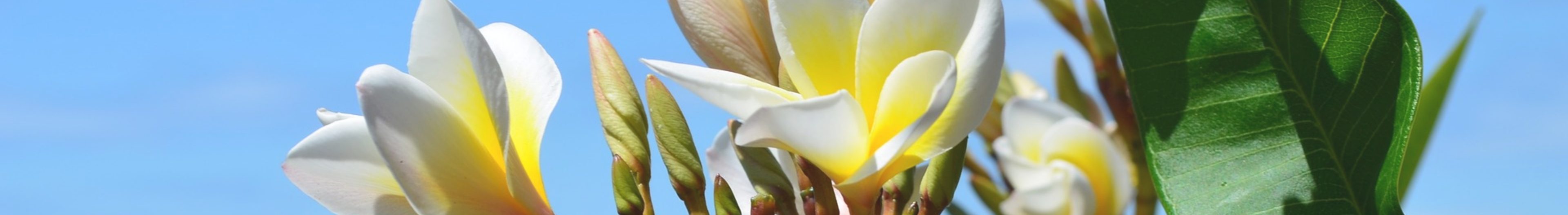 Produits d'informations